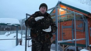 Греющая подстилка для курятника, своими руками.