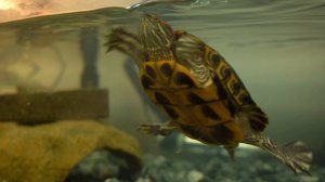 Не покупай красноухую черепаху