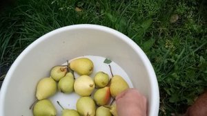 Груши северо запад