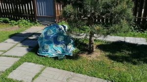 Заморозки в Подмосковье 03.05.2024. Укрываю растения, специально приехали на дачу