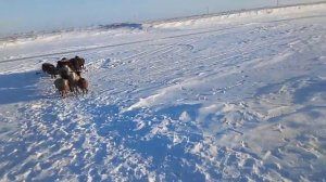 Поение овец "баранов"зимой, сколько раз в сутки нужно поить овец в зимний период.