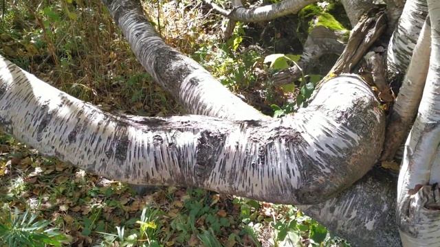 Немного о горах .Берёза - осьминог смотреть онлайн