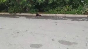 Sititek grom 250m