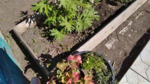 6 соток.4 июня. Урал.Высадка однолетников в открытый грунт.
