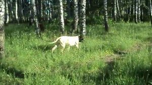 английский мастиф(прогулка по лесу).