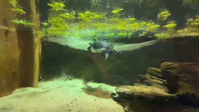 Национальный центр морской жизни National SEA LIFE Centre Birmingham 18 смотреть онлайн