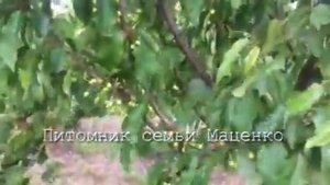 Интенсивный сад черешни на подвое Всл-2 - питомник Маценко