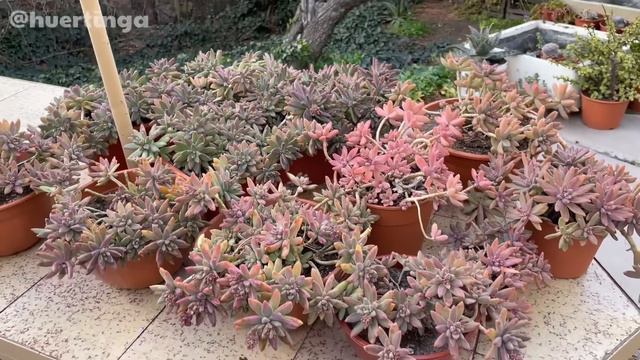 GRAPTOSEDUM FRANCESCO BALDI | Graptosedum Darley Sunshine смотреть онлайн