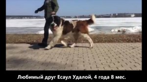 Московская сторожевая Любимый друг Есаул удалой