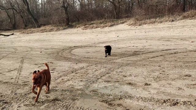 Лабрадоры - редфокс против шоколада смотреть онлайн
