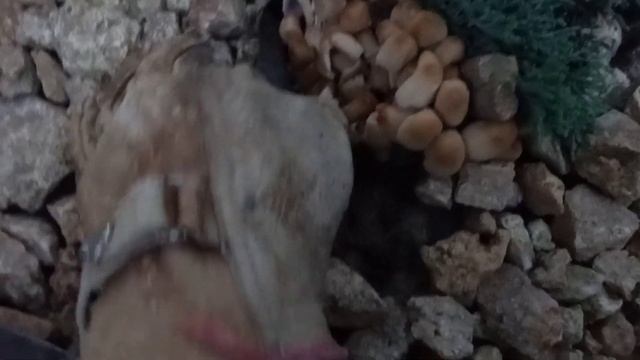 КАРАУЛ! SOS!!!? Они наступают!!!??Косила газон, а обнаружила...УЖАС!!!❗❗❗Как уничтожить грибницу??? смотреть онлайн