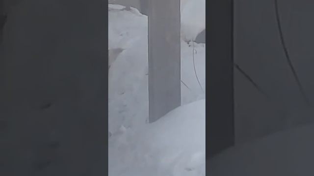 НАЙЗА дочь Супер Каплана Волкодавы Казахстана. смотреть онлайн