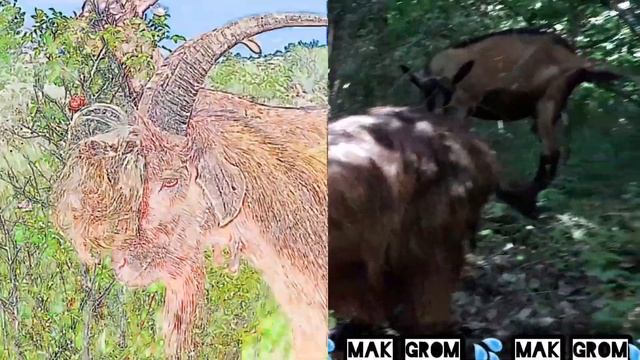 Кози во природа N°32     #kozi