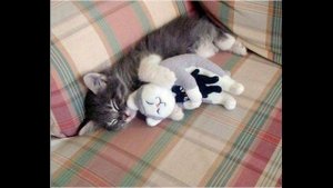 Как отучить котенка царапаца