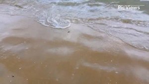 Погода в Витязево Анапа сегодня 27 мая 2024. Приплыли дельфины. Обстановка на пляже море сейчас