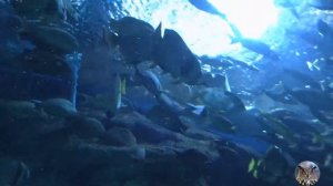 Океанариум. Паттайя. Подводный туннель.