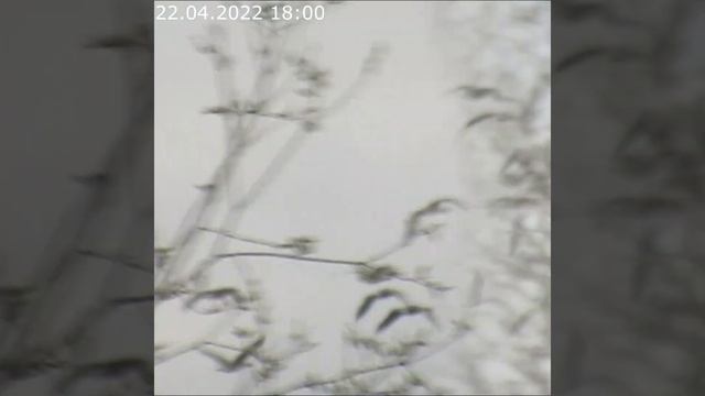 Дикие гуси. Голубые береты #shorts смотреть онлайн