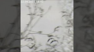 Дикие гуси. Голубые береты #shorts