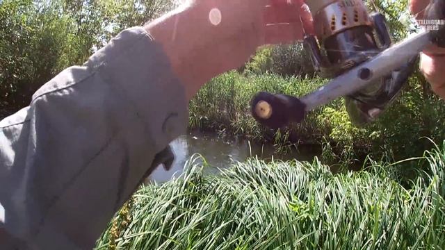 Здесь РЫБА не видела ЧЕЛОВЕКА! Дикие места в непроходимом ручье смотреть онлайн