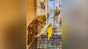 ГОВОРЯЩИЕ И САМЫЕ СМЕШНЫЕ ПОПУГАИ со всего мира | ПРИКОЛЫ С ПОПУГАЯМИ | FUNNY PARROTS часть 17