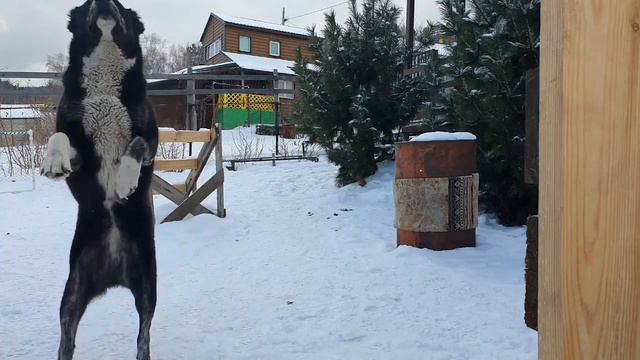 Собака прямоходящая смотреть онлайн