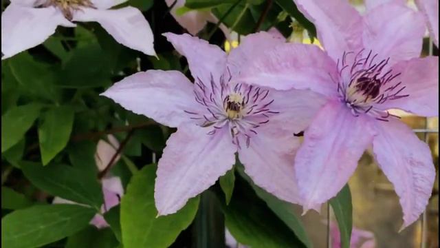 Beautiful Clematis in Bloom I Our Garden