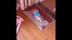 Смешное Видео Про Кошек и Собак Смотреть Онлайн Бесплатно ? ? #51