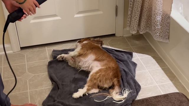 Grandmom had to go to the hospital смотреть онлайн