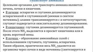 Основные источники аммиака в организме и пути его обезвреживания. Цикл мочевины