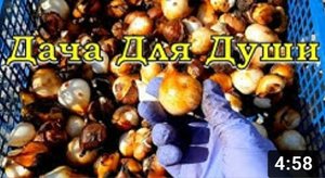 Как выкапывать и хранить ТЮЛЬПАНЫ????