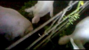 Кормление свиней в домашних условиях