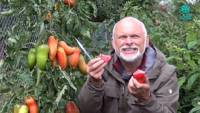 Томат "Корнабель" смотреть онлайн