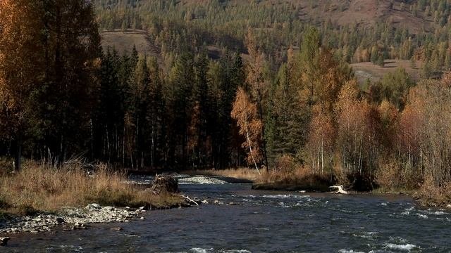 Таёжная река