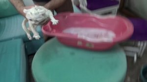 Lİna'nın Kedisi Pamuk Dorin'in İlk Banyosu ! Kedi Nasıl Yıkanır! Rukiye Çetinkaya