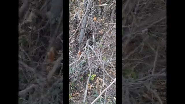 Прогулка по лесу\Показываю что растет в Эльтавском лесу\Алинка Малинка?☕?? смотреть онлайн