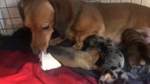 Натуралка для собак : говяжье вымя