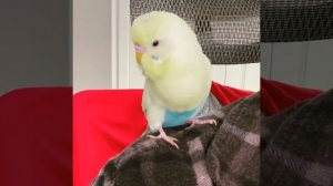 Smart And Funny Parrots Parrot Talking Videos Compilation (2024) - Cute Birds #8