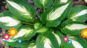 Хоста гибридная Энн Кульпа. Краткий обзор, описание характеристик hosta hybrida Ann Kulpa
