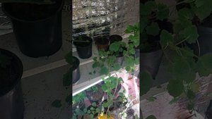 Лофос.Посадка,уход,черенкование.Часть 2