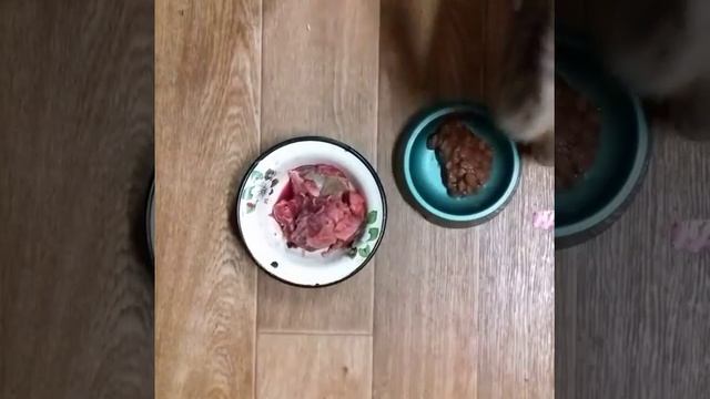 Когда кошка на диете.... смотреть онлайн