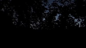 "Лиза Алерт" . Поиск в Ивановской области.