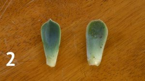 4 ways to differentiate between Echeveria elegans and Echeveria glauca