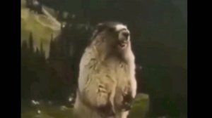 Бобёр орёт 10 минут (мем)