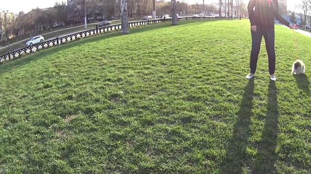 Щенок малого шпица 4 месяца первый раз на прогулке 16.04.2016г. смотреть онлайн