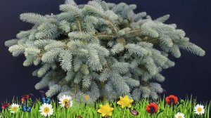 Ель энгельмана (thomschke) ? Обзор: посадка и уход. крупномеры ели : описание и особенности