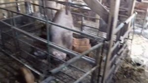 Выгодно ли содержать хряка. Рыбий жир для поросят. Свиноматка повторно пришла в охоту. 21.09.20