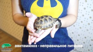 Болезни среднеазиатских черепах. Грубейшие ошибки в содержании