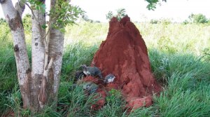 Гана. Флора и Фауна