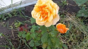 Розы - первогодки из питомника "Элит" ч.2