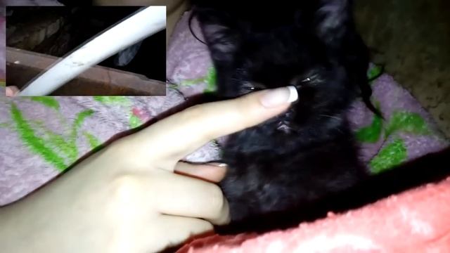 БРОШЕННЫЕ животные ДО и ПОСЛЕ спасения (ВИДЕО) смотреть онлайн